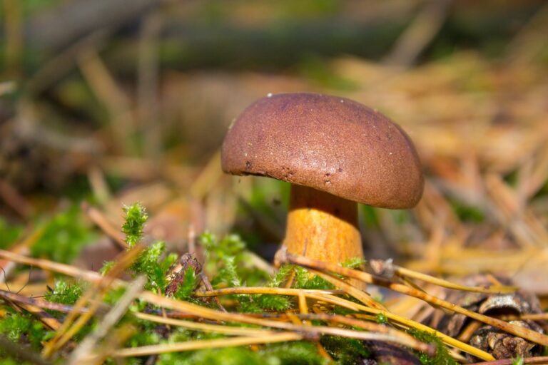 The Importance of Sports Psychology in Cricket Rehabilitation: Sky.247, Diamondexch9 com, Tiger exchange vip