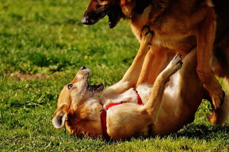 The Best Ways to Celebrate IPL Milestones in Fan Clubs: Goldbet.com registration, Tiger exchange login, Betbook247