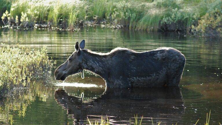 Literary Agencies and Storyworld Development: Betbook250 login, Reddybook id, Playlotus365