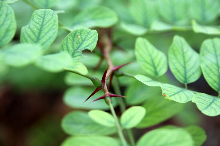 Combatting Antibiotic Resistance: Strategies for Preserving Efficacy