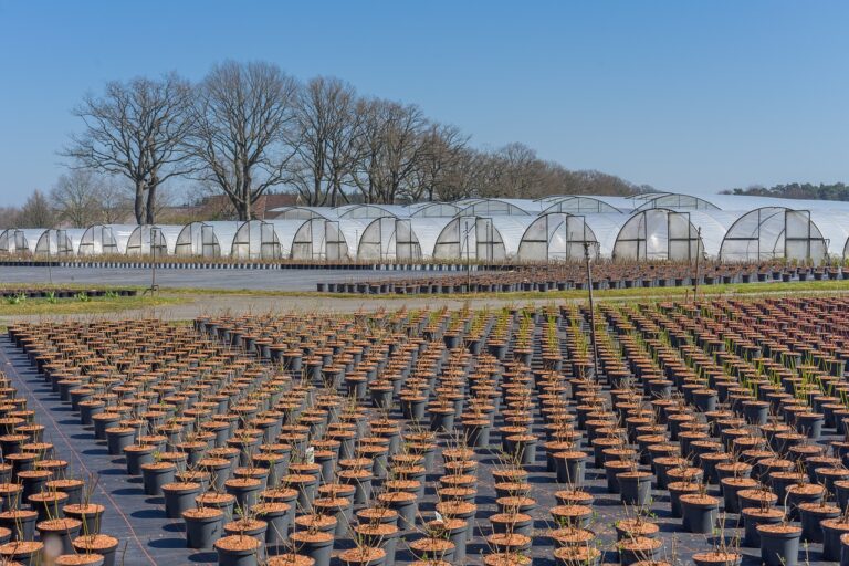 The Importance of Sustainable Media Practices: Cricbet.99, Sky1exchange, Cricbet99 reddy anna