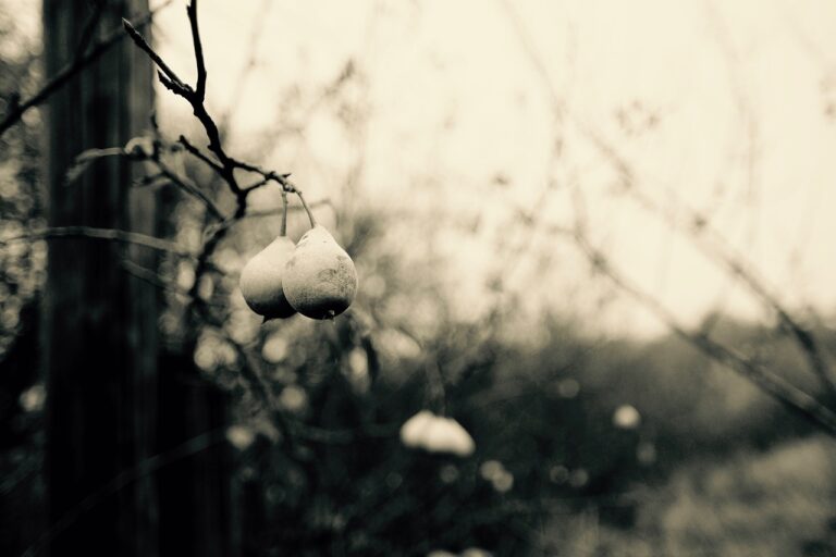 Using Data Analytics in Cricket Rehabilitation: Sky247 sign up, Diamondexch9.com login, Tigerexch vip