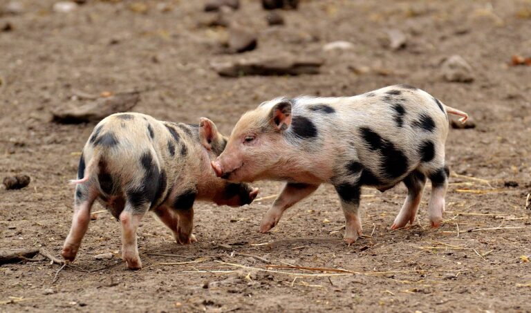 The Impact of Sustainable Tourism on Local Communities Hosting Cricket Events: Cricketbet999, 11xplay online id, Betbhai9