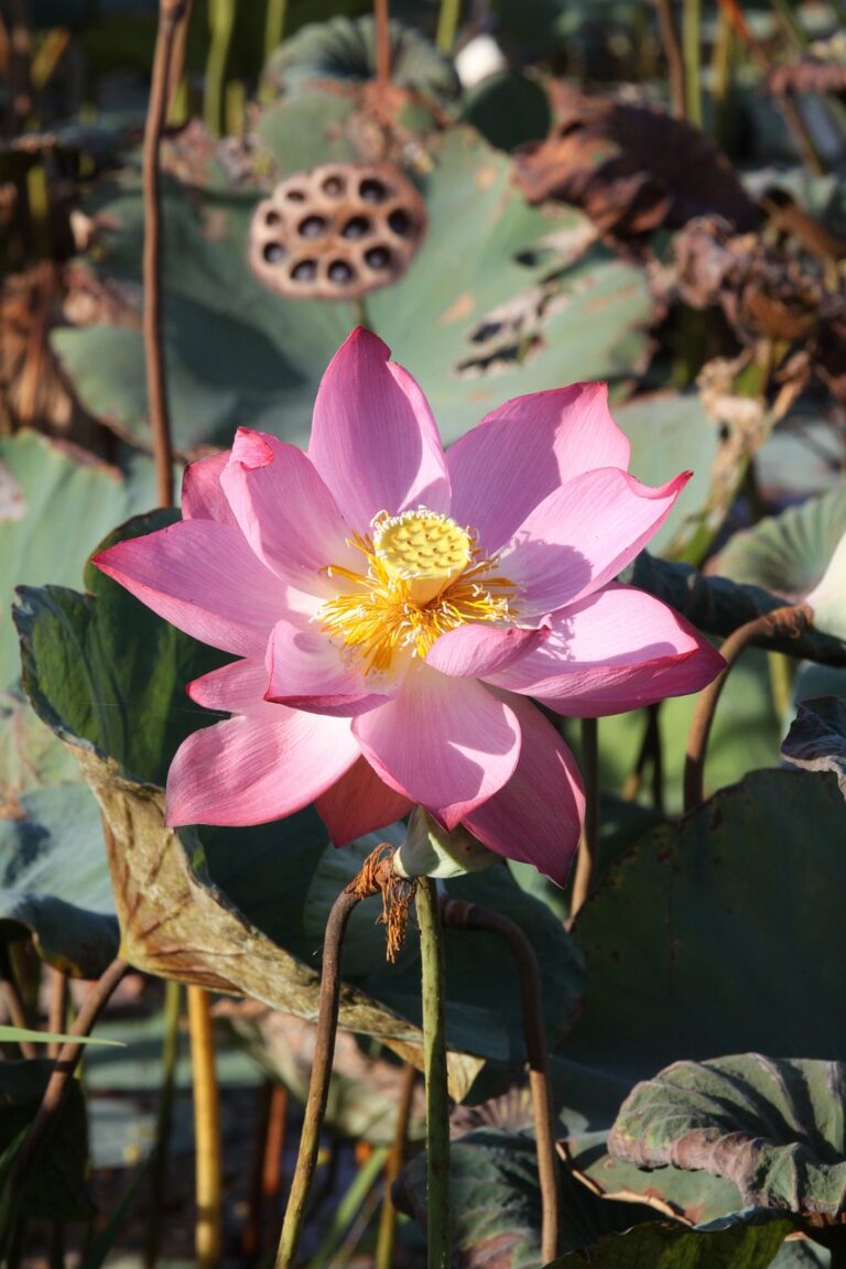 How to Use Artificial Intelligence for Election Security: Goldbet6, Tigerexch, Betbook247 app